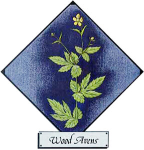 Mother's Herb Garden Image